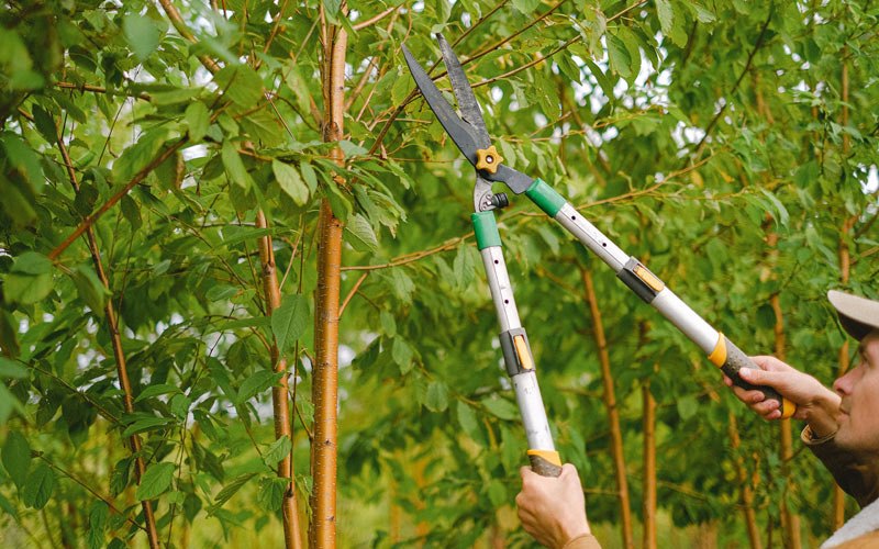 Tree trimming in Aniak, AK